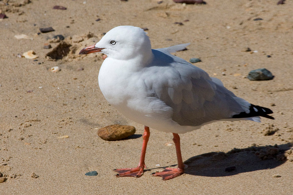 Silver Gull (Chroicocephalus novaehollandiae)